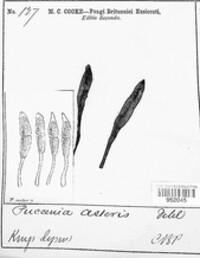 Puccinia asteris image